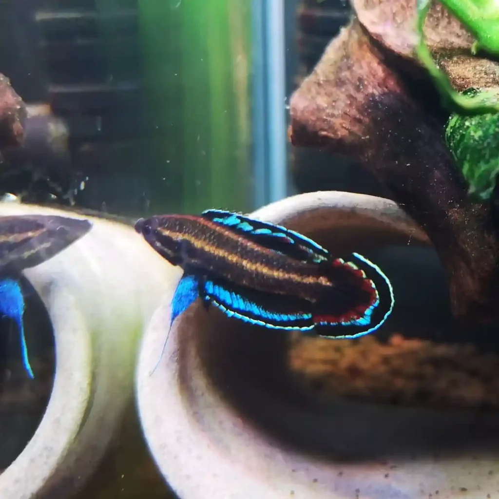 Licorice Gouramis care