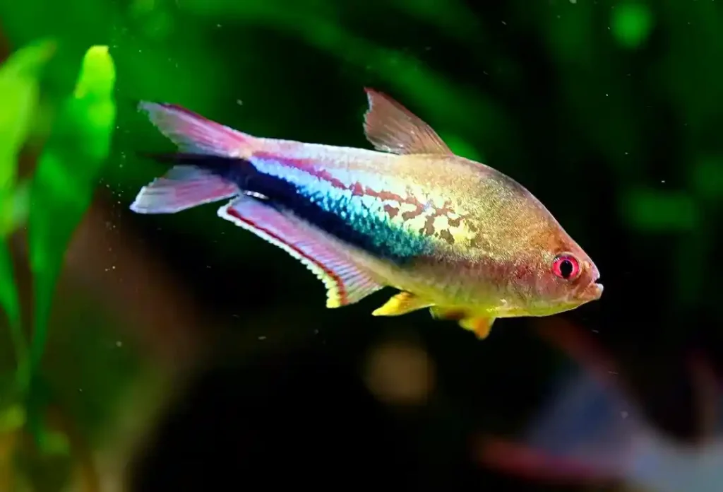 Rainbow Tetra