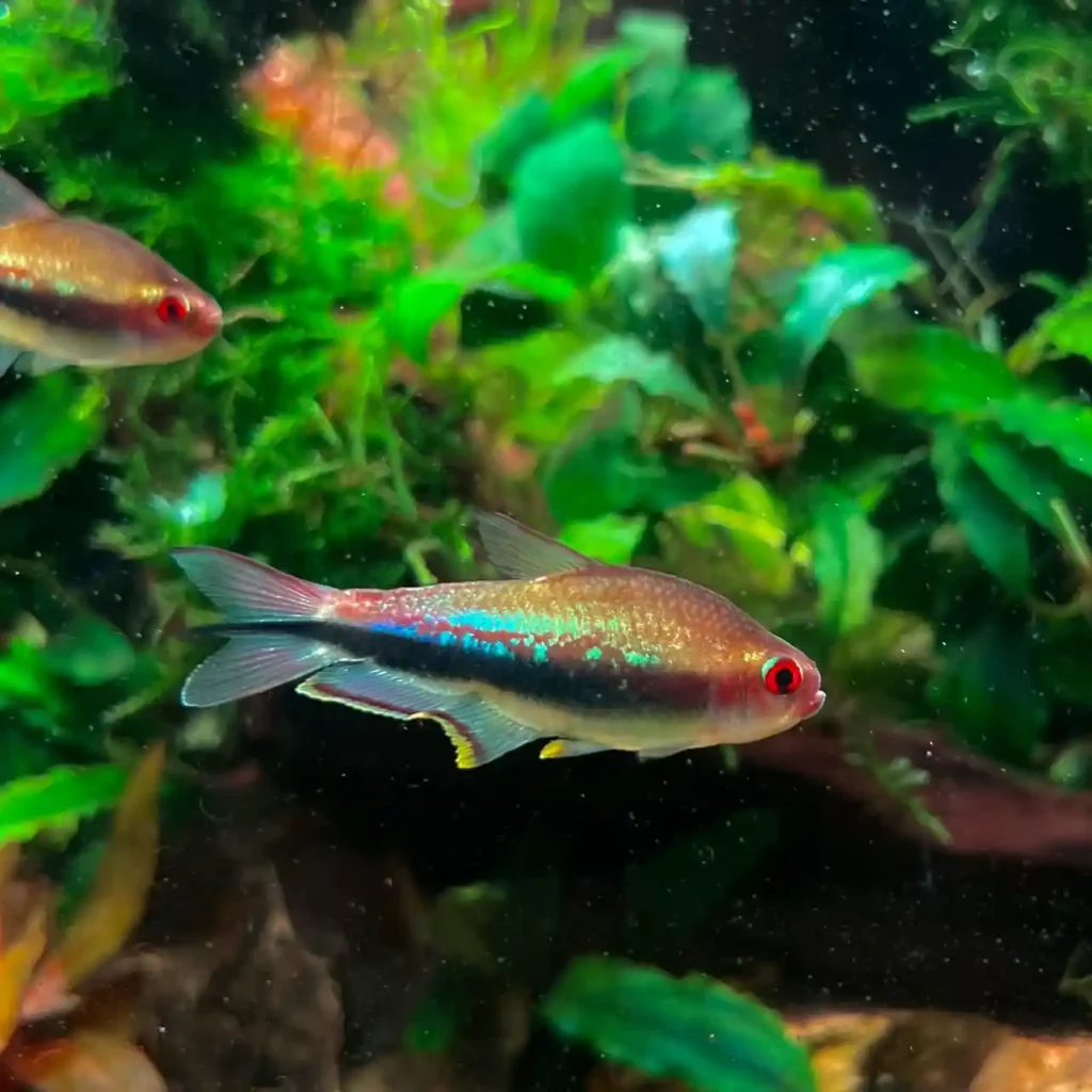 Rainbow Tetra Care