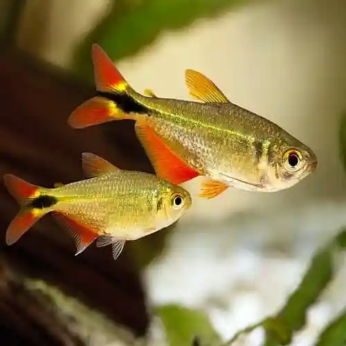 two Buenos Aires Tetra Care