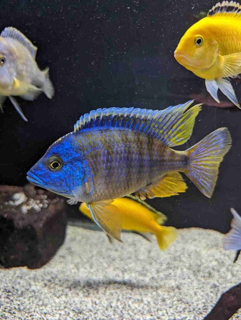 African Cichlids