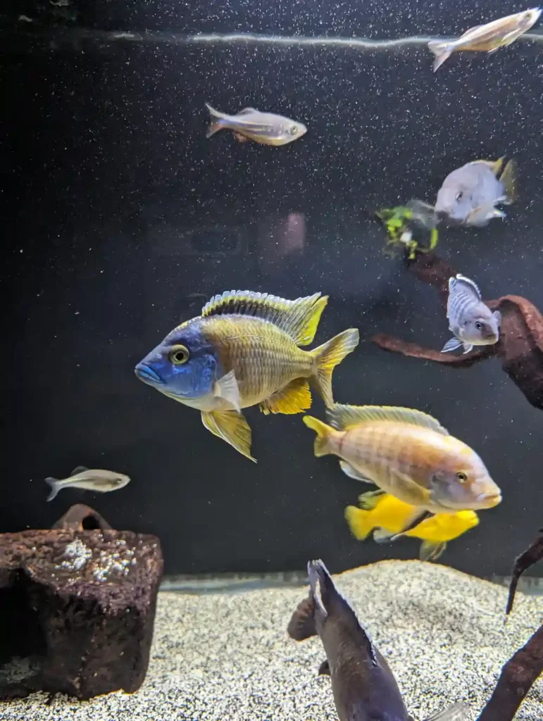 African Cichlids group in a tank
