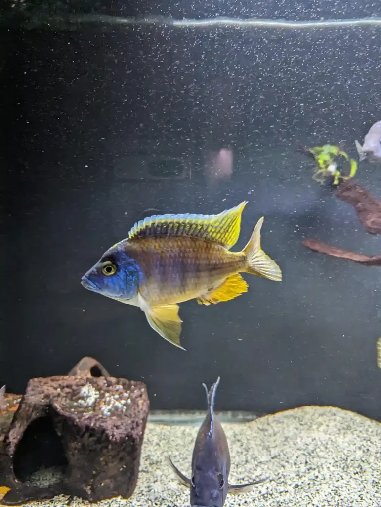African Cichlids on a tank