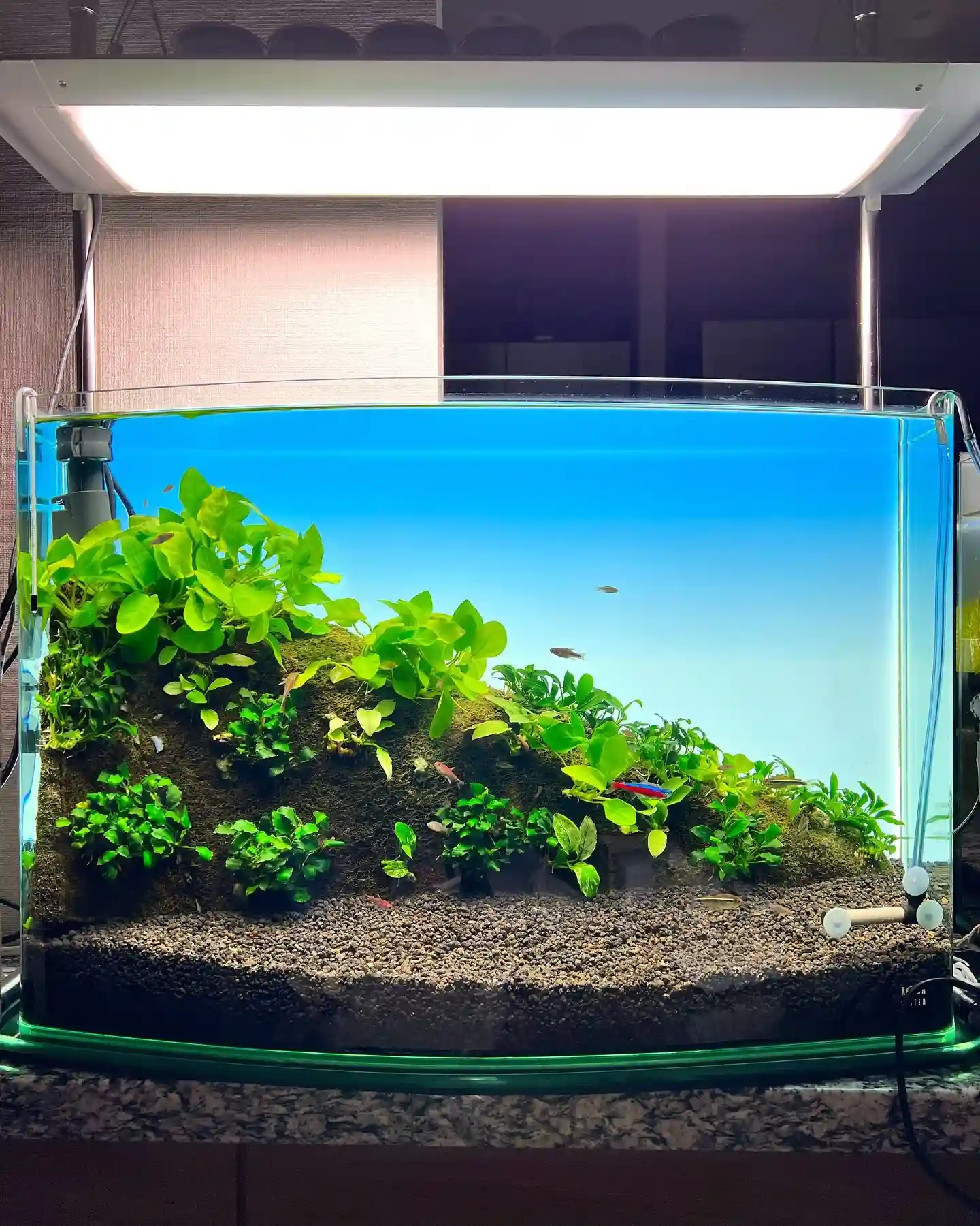 7 Best Plants for African Cichlid Tanks That Actually Survive