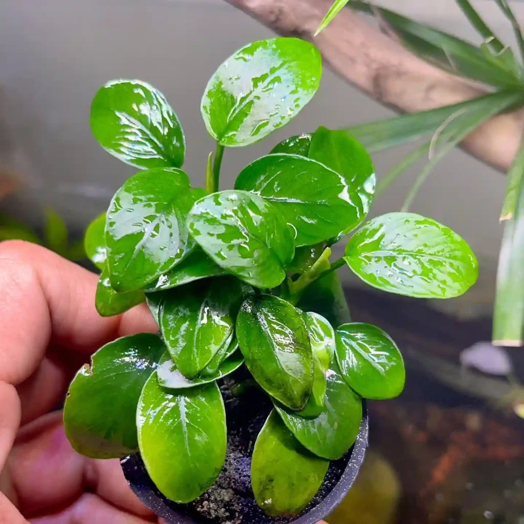 Anubias Nana