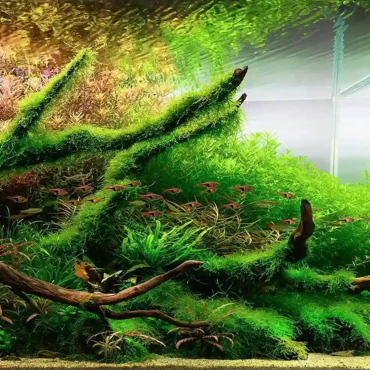 Aquarium Plants