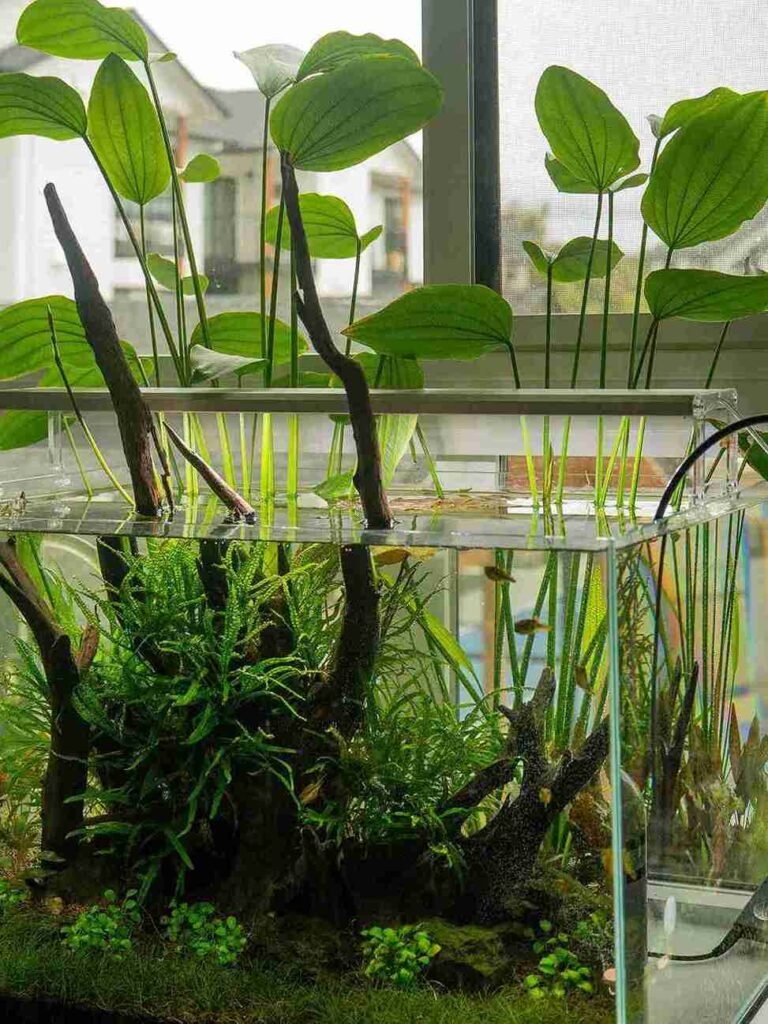 Bacterial Bloom in a New Aquarium