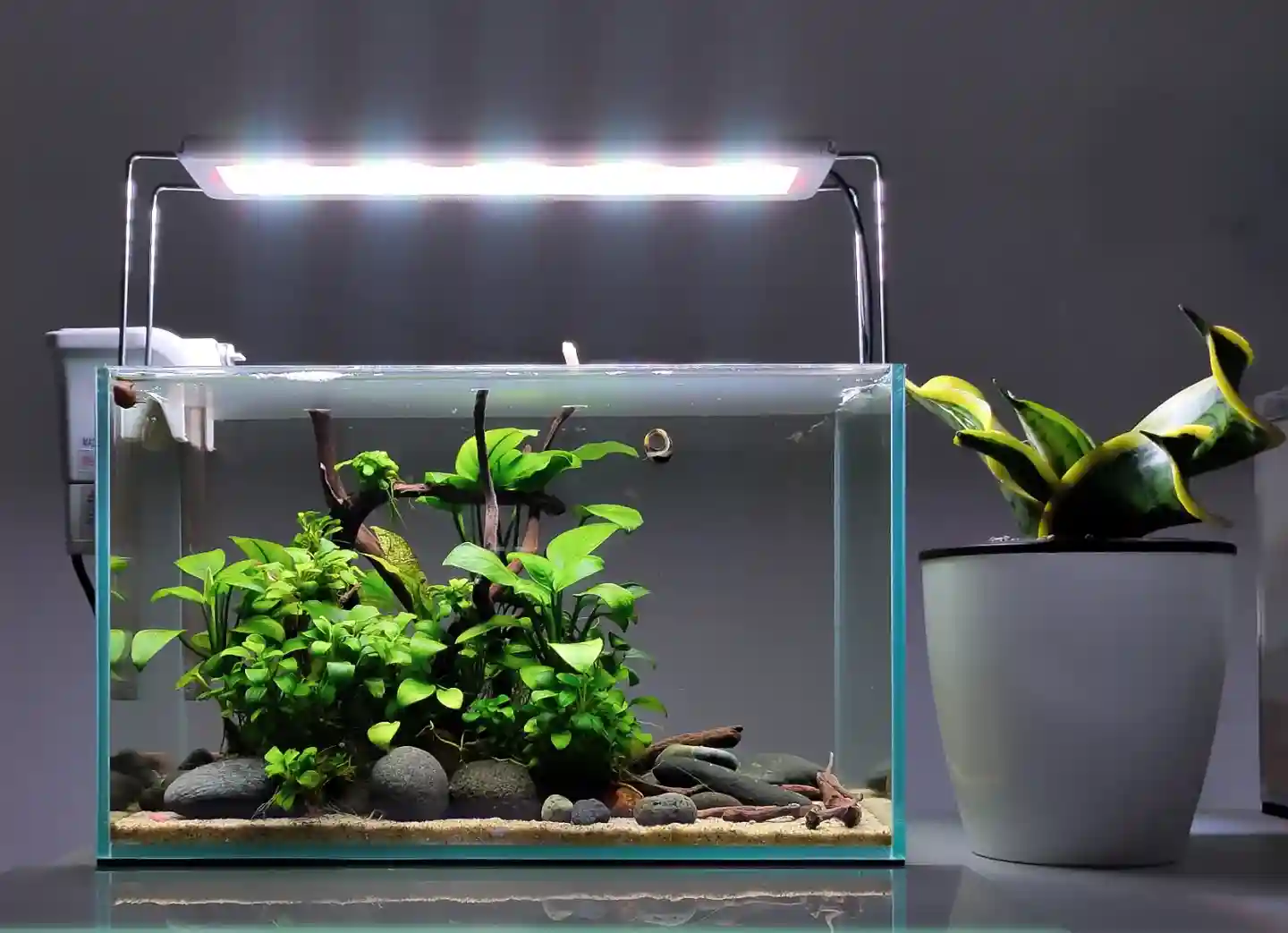 Bacterial Bloom in a New Aquarium: Causes and Safe Fixes