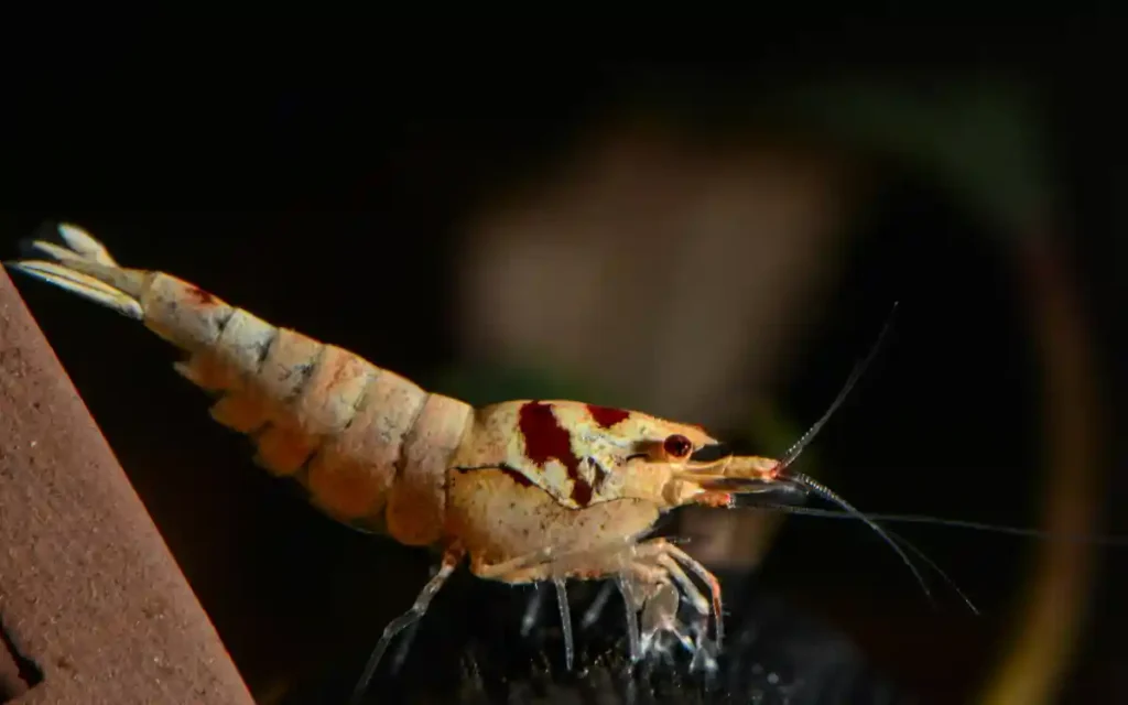 Bee Shrimp