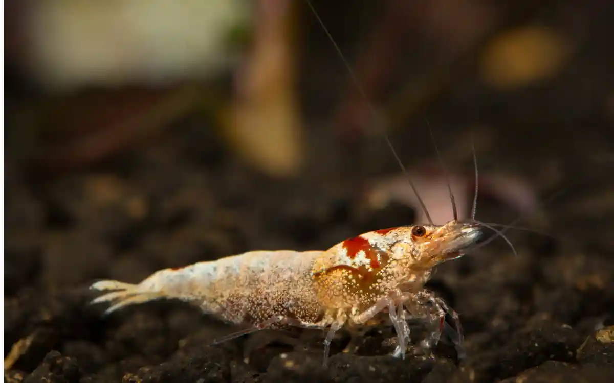 Bee Shrimp Care Guide