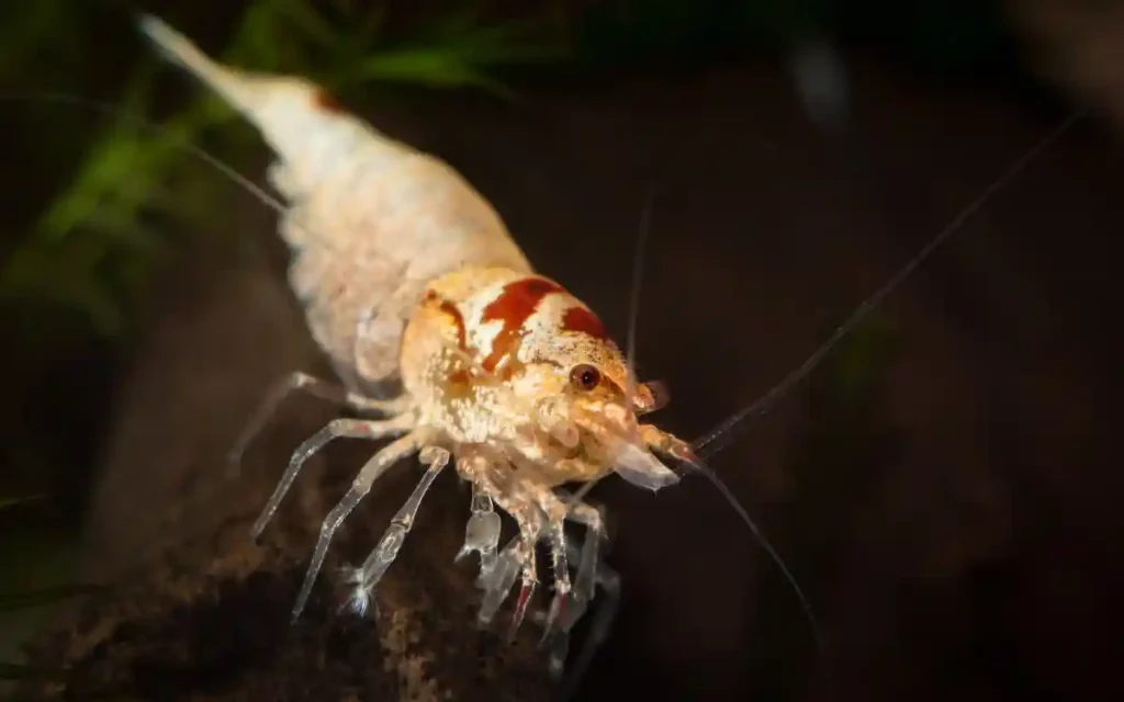 Bee Shrimp on a tank