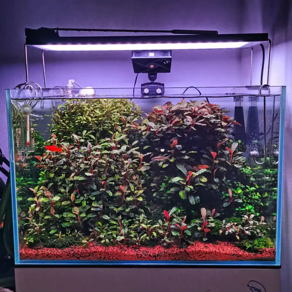 Choose Aquarium Plants