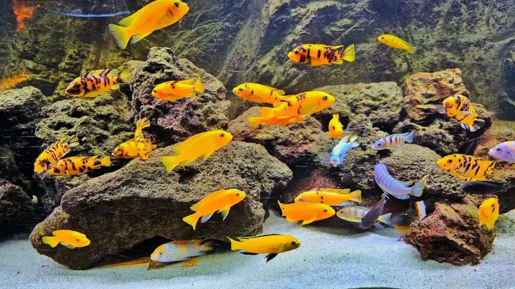 Cichlid group in Tank