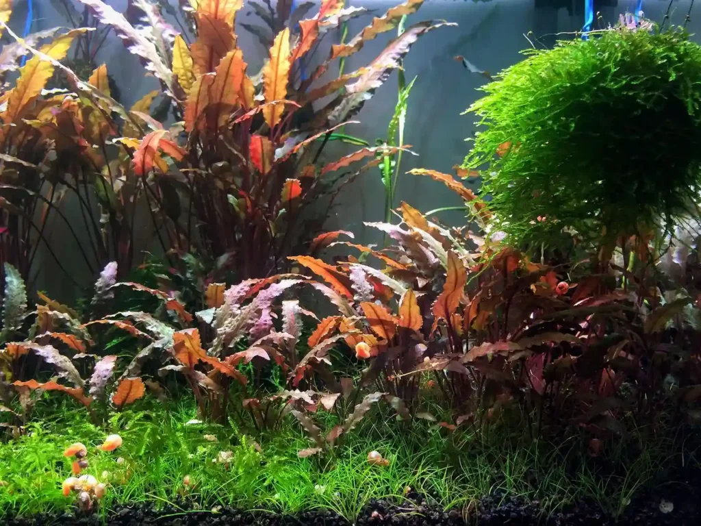 Cryptocoryne Usteriana