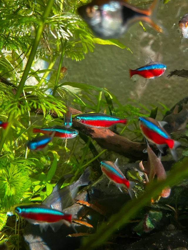Why Are My Fish Chasing Each Other?