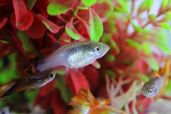 Fish Chasing Each Other