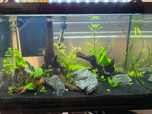 Why Did My Fish Die After a Water Change?