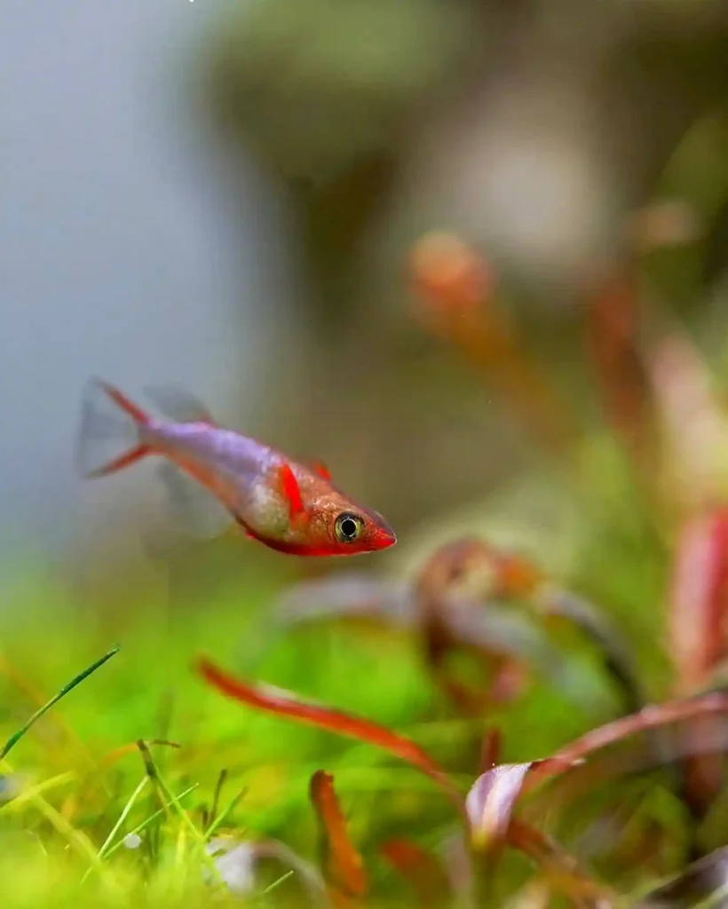 Fish Not Eating