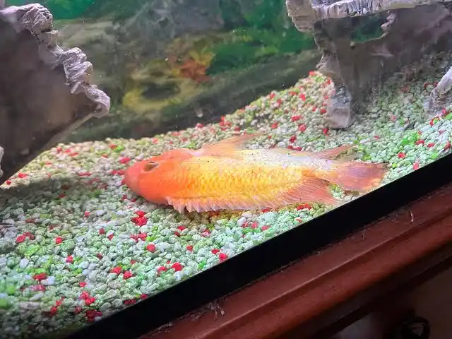 Fish Swimming Sideways f