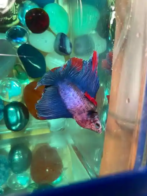 Why Is My Fish Swimming Sideways?