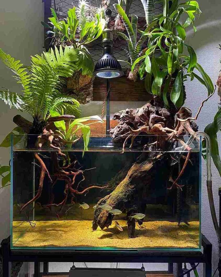 Fish Tank Cloudy