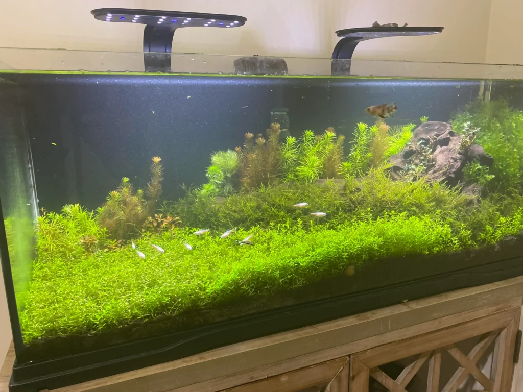 Guppy Grass for tank