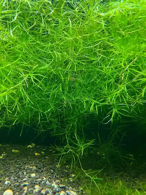 Guppy Grass Care Guide: How to Grow, Plant, and Trim It