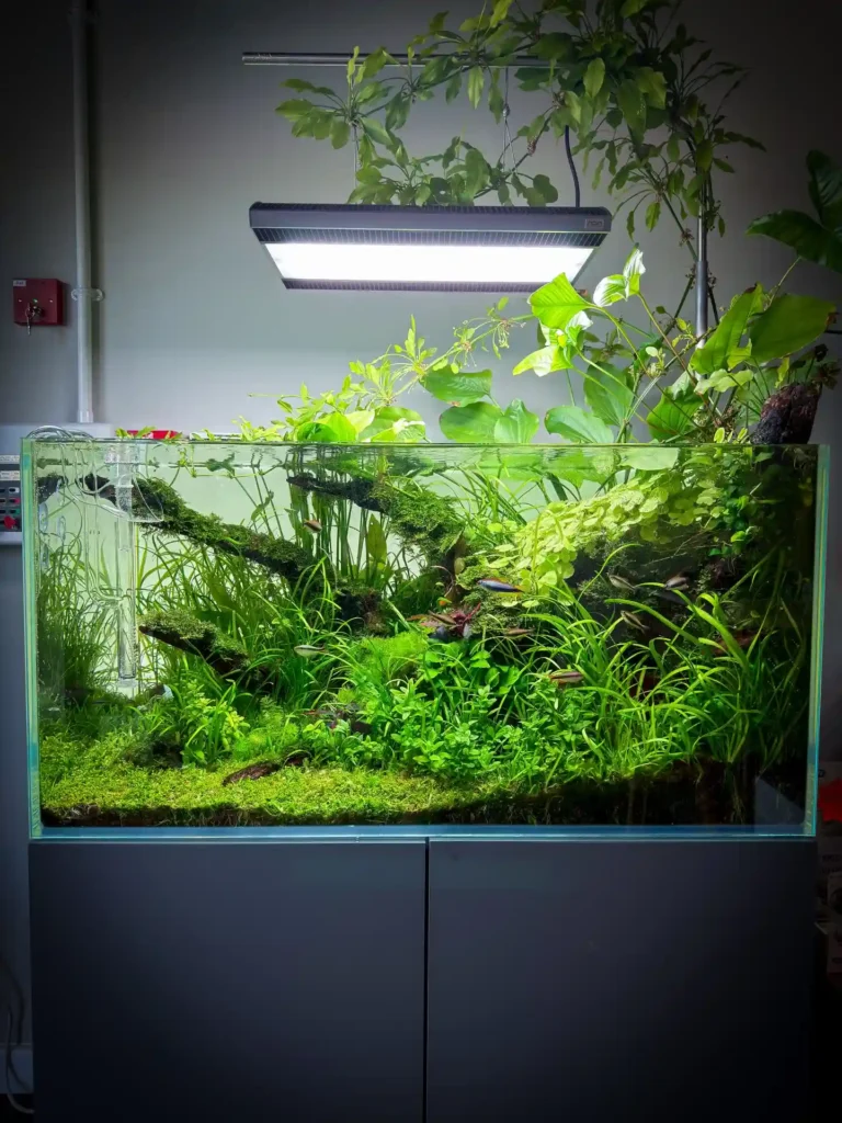 How to Choose Aquarium Plants: A Simple Beginner’s Guide