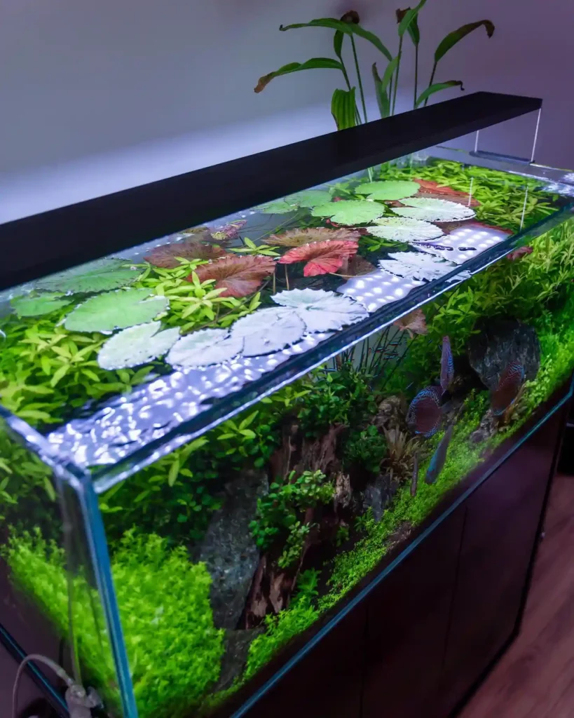 How to Dechlorinate Tap Water for Fish