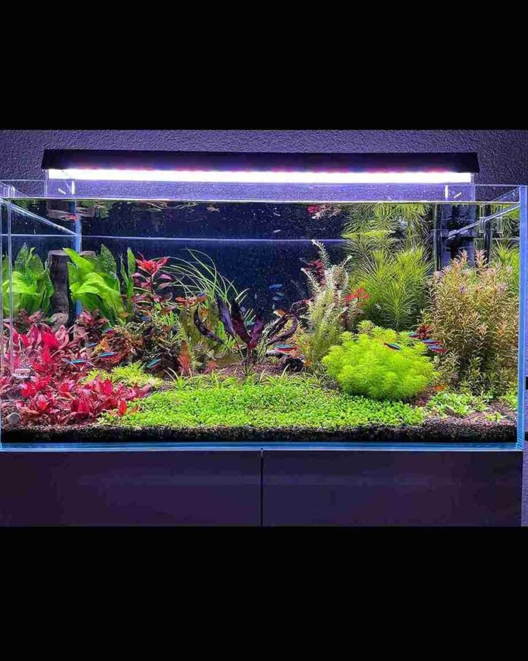 How to Lower Ammonia in a Fish Tank: Emergency Steps That Work