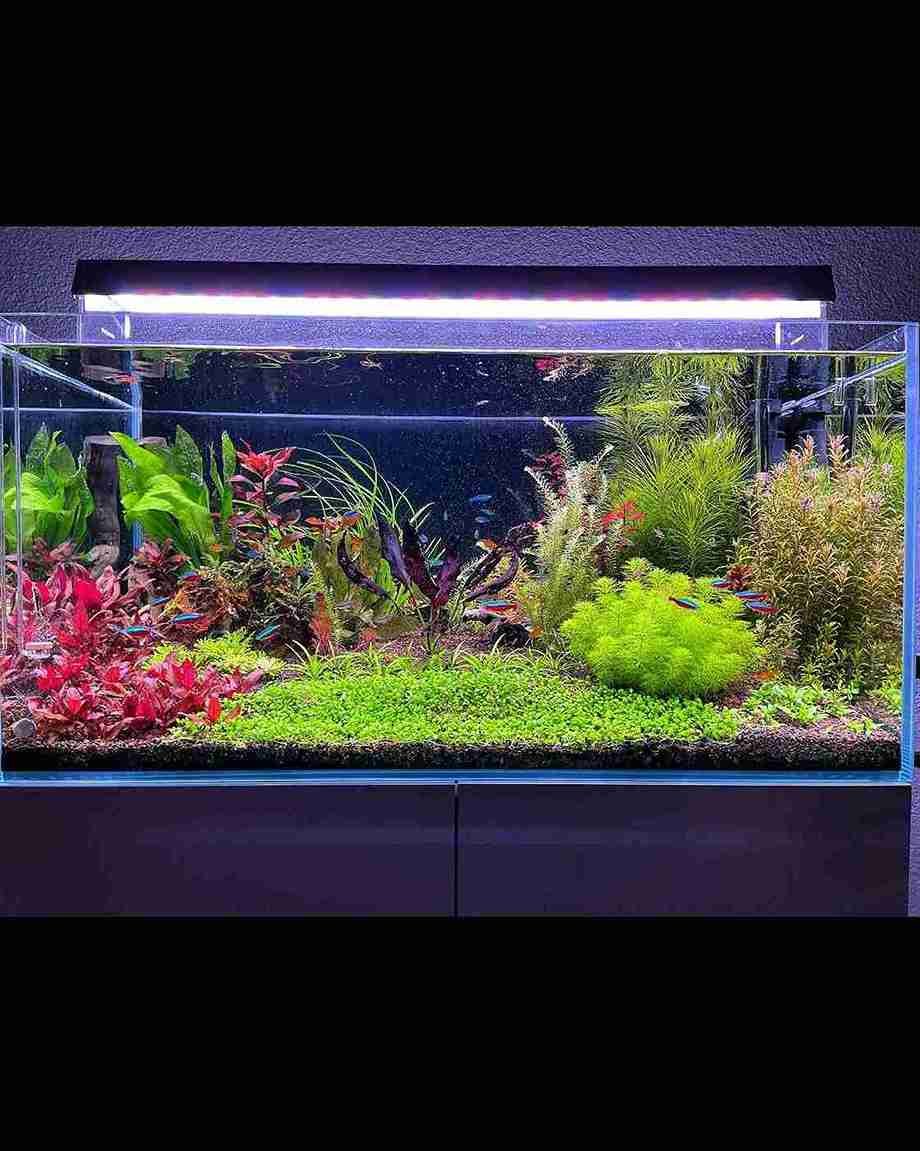 How to Lower Ammonia in a Fish Tank: Emergency Steps That Work