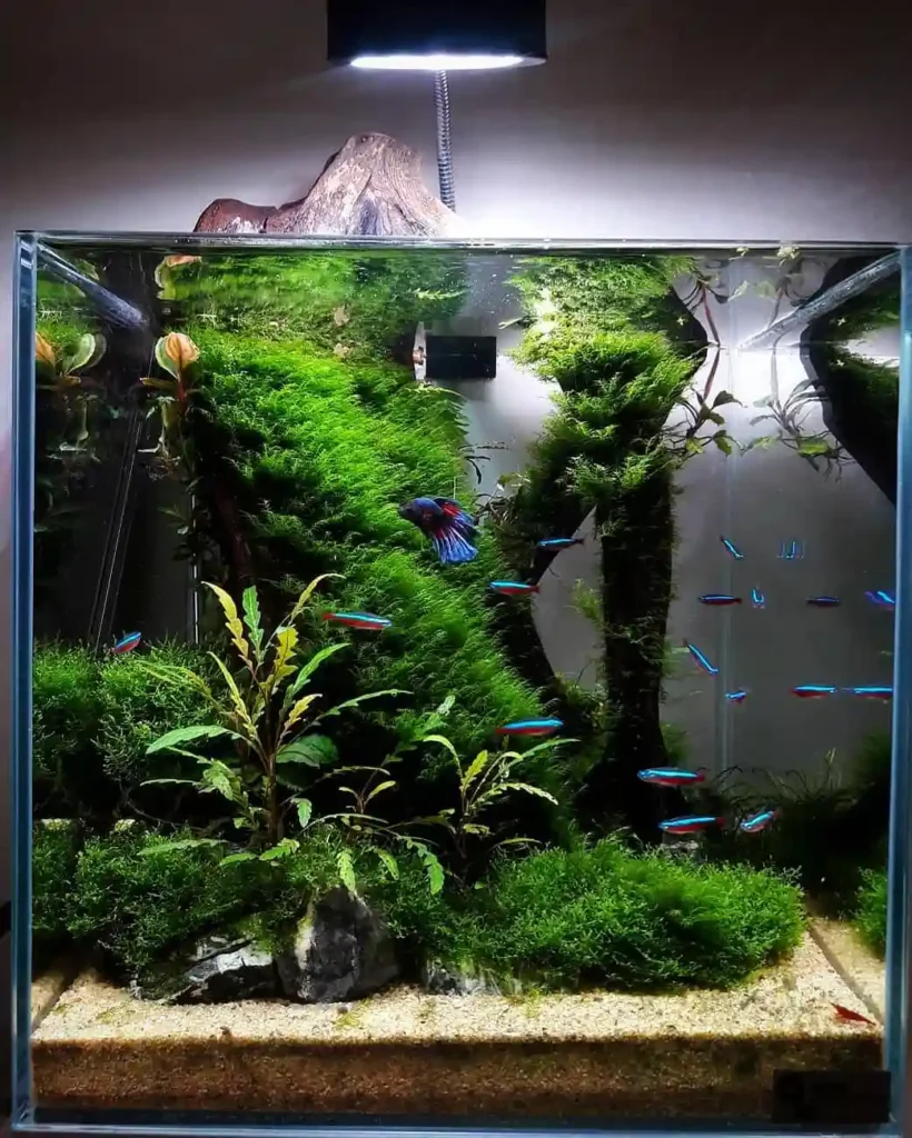 How to Lower Nitrates in a Fish Tank Safely