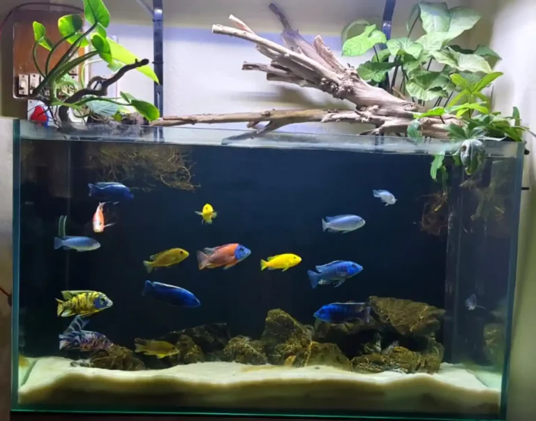 How to Set Up a Cichlid Tank: Step-by-Step Guide
