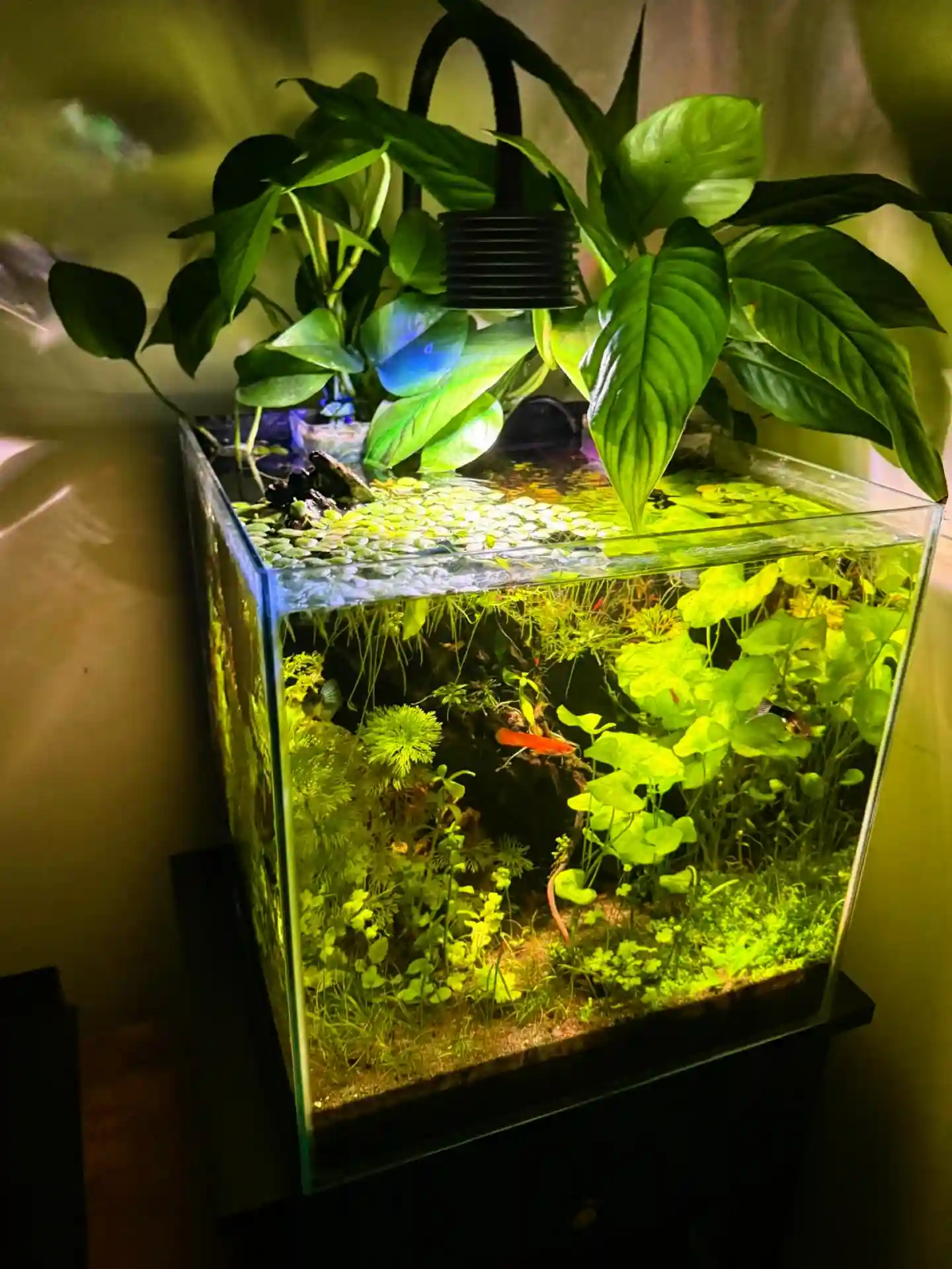 How to Lower Nitrates in a Fish Tank Safely