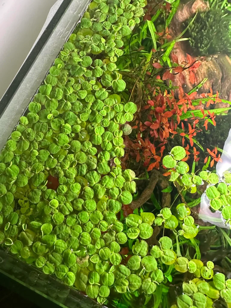 Red Root Floater