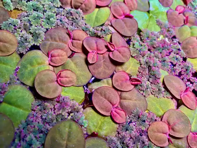 Red Root Floater Care Guide: Light, Red Color, and Growth