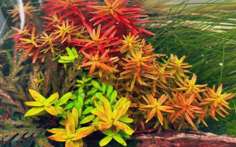 12 Best Aquarium Plants for Gravel Substrate