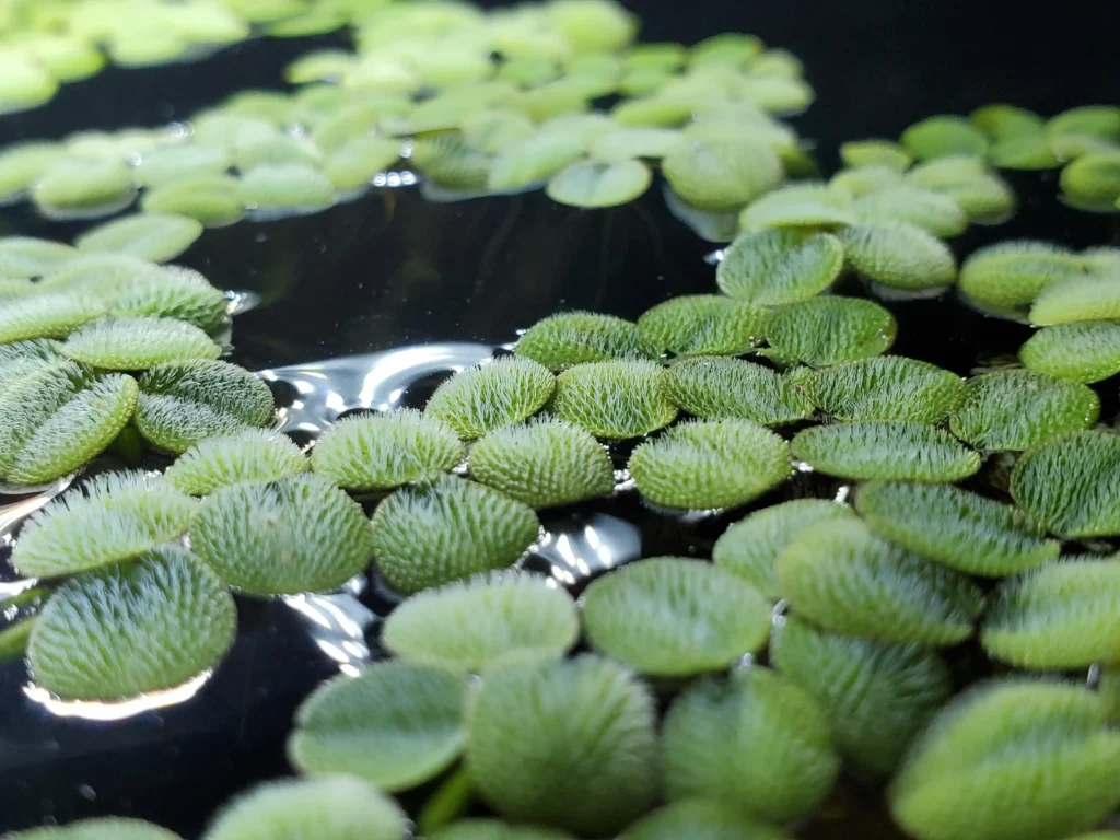 Salvinia Minima