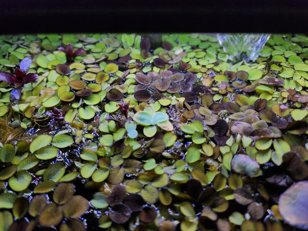 Salvinia Minima fish tank
