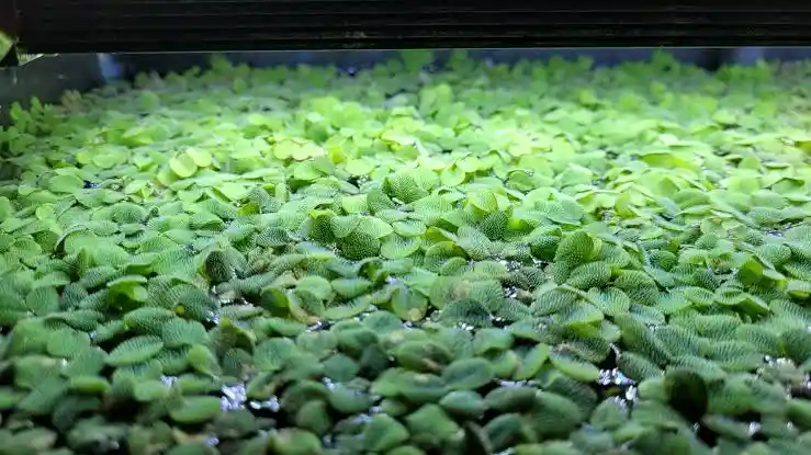 Salvinia Minima Care Guide: Light, Growth and Common Problems
