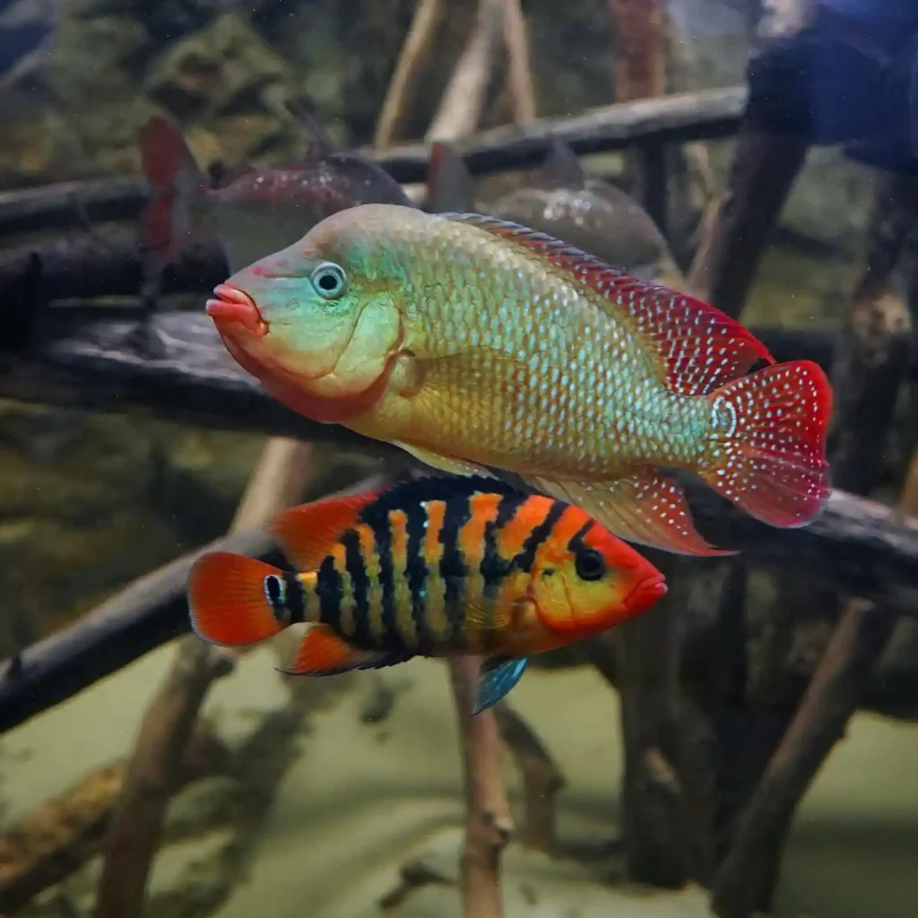 Set Up a Cichlid Tank