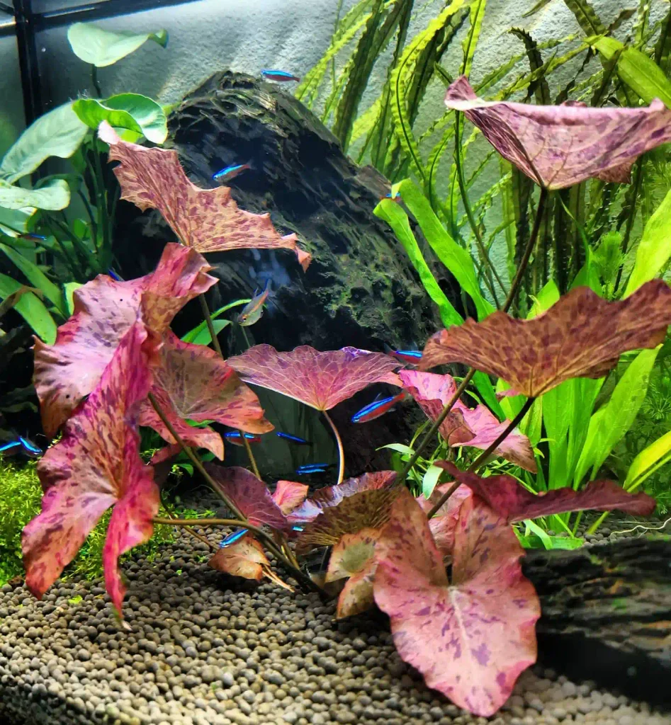 Tiger Lotus