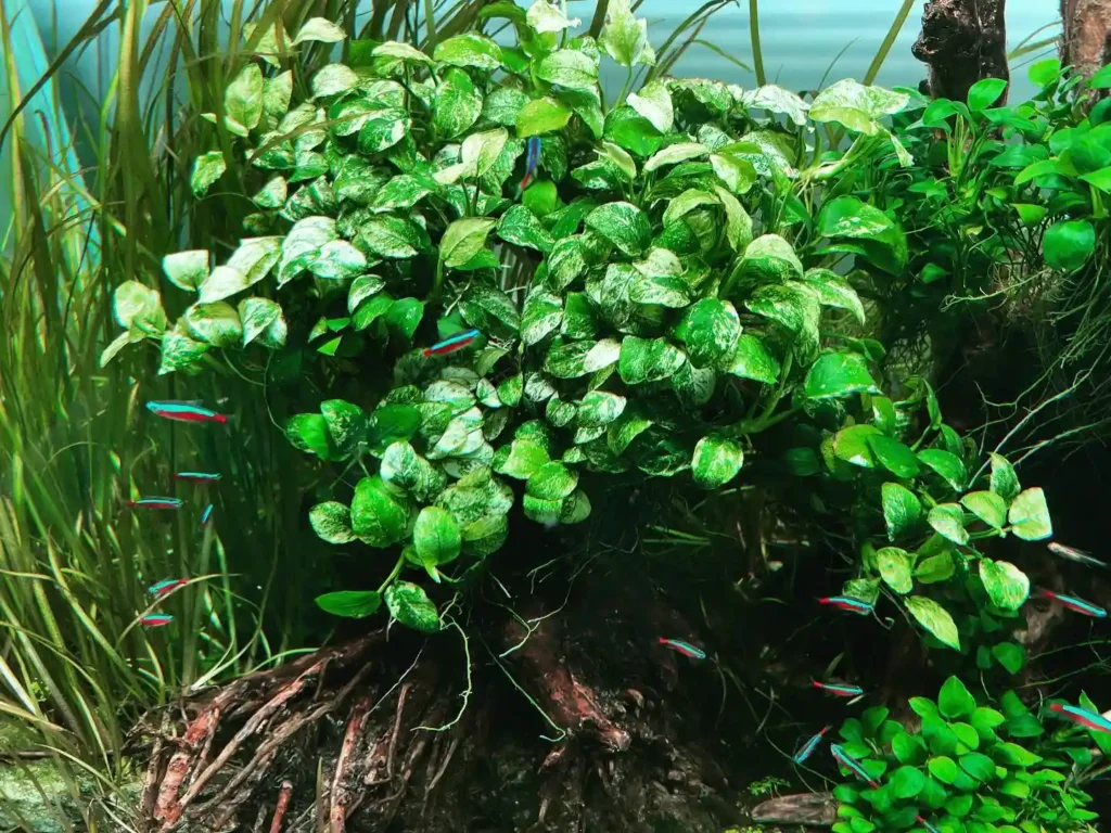 Vallisneria