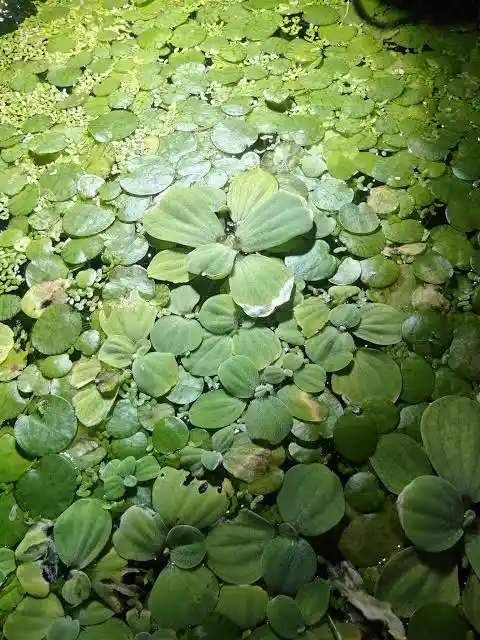 Water Lettuce Care Guide