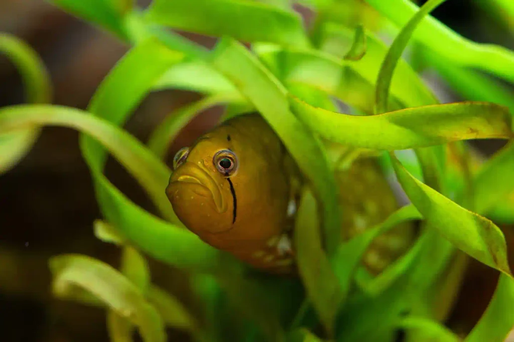 Why Is My Fish Hiding