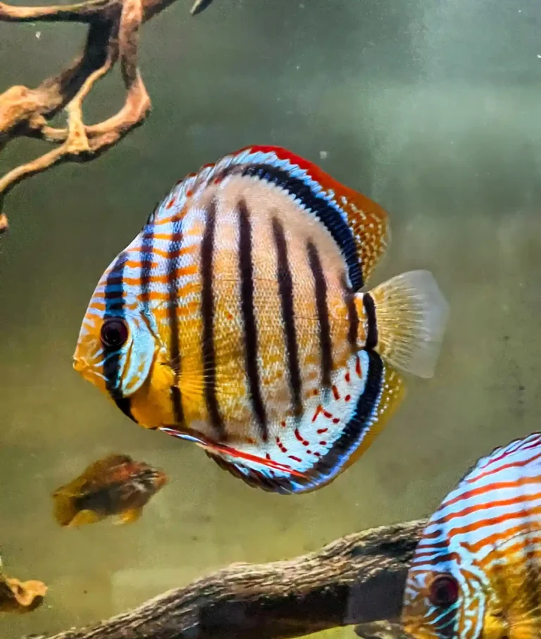 Why Is My Fish Not Eating? 10 Common Reasons and What to Do