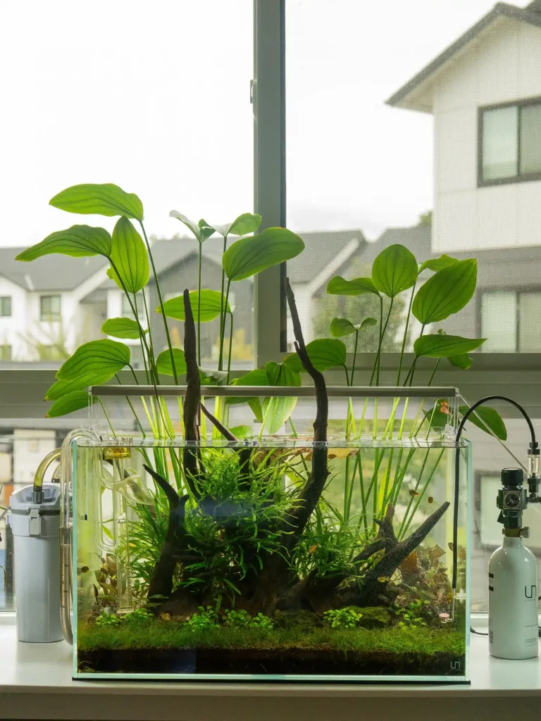 Above Water Plant Garden