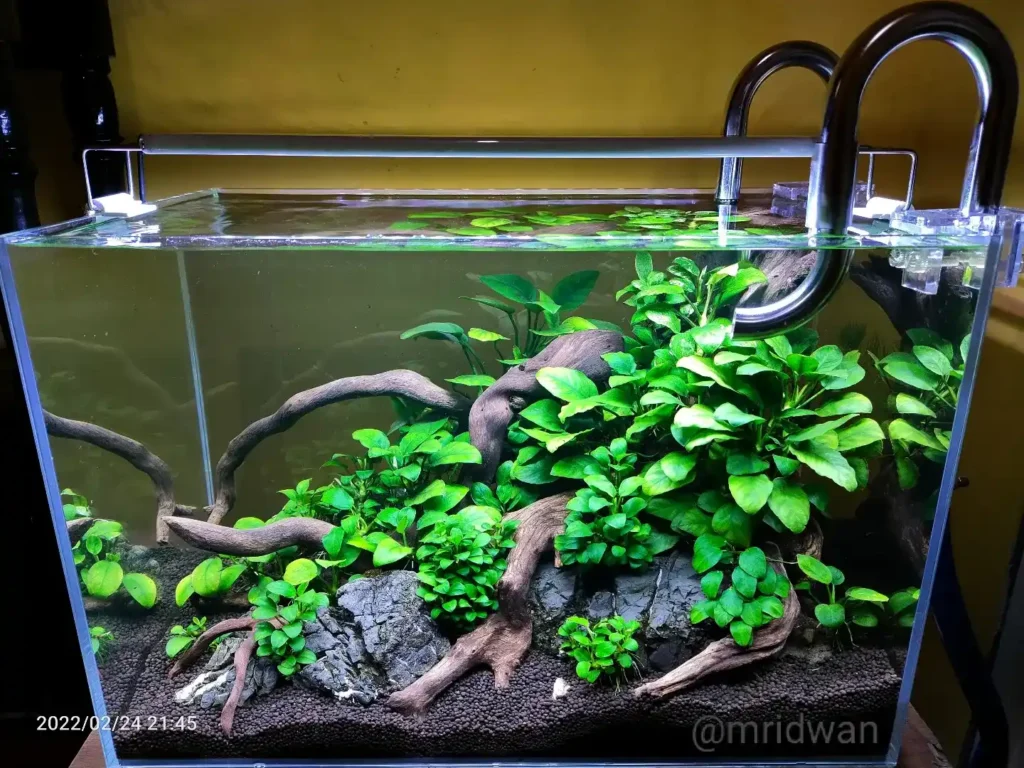 Anubias Root Garden