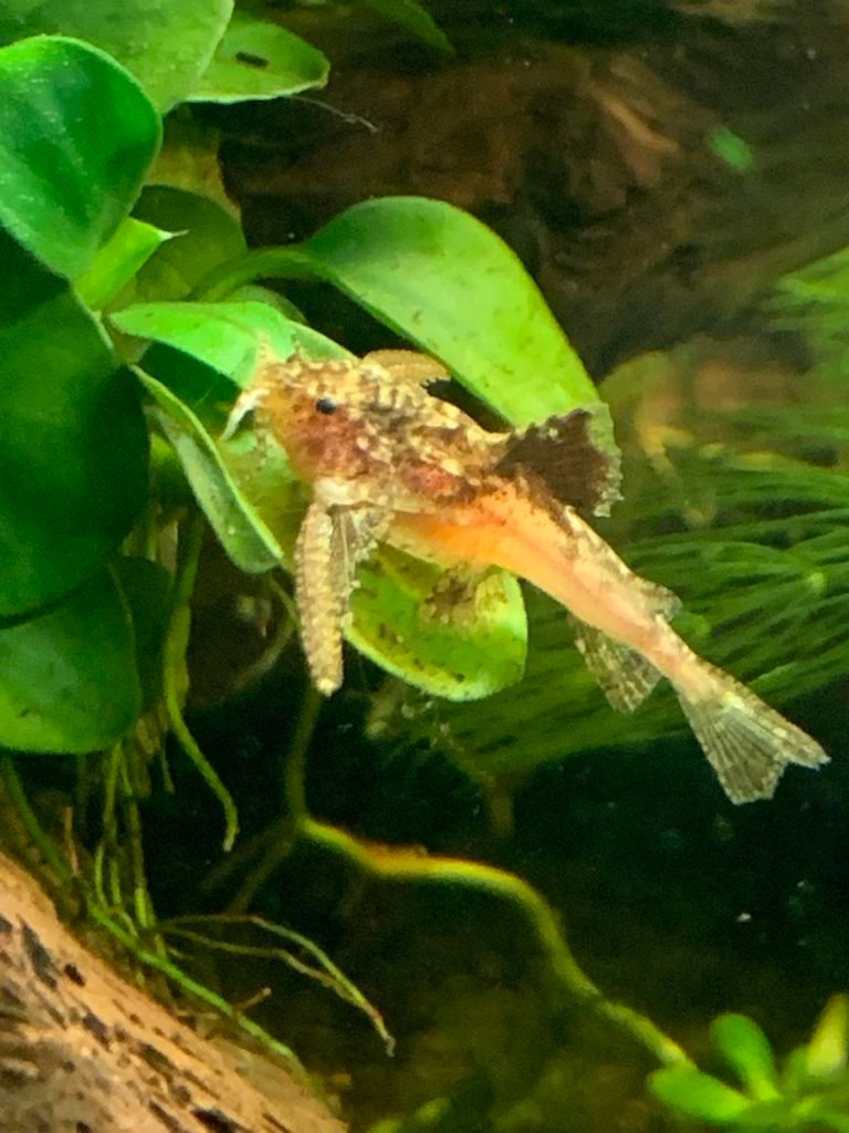Asian Stone Catfish 768x1024 1