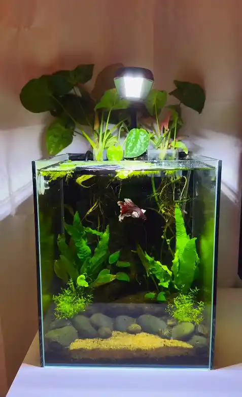 Betta Riparium With Floating Roots
